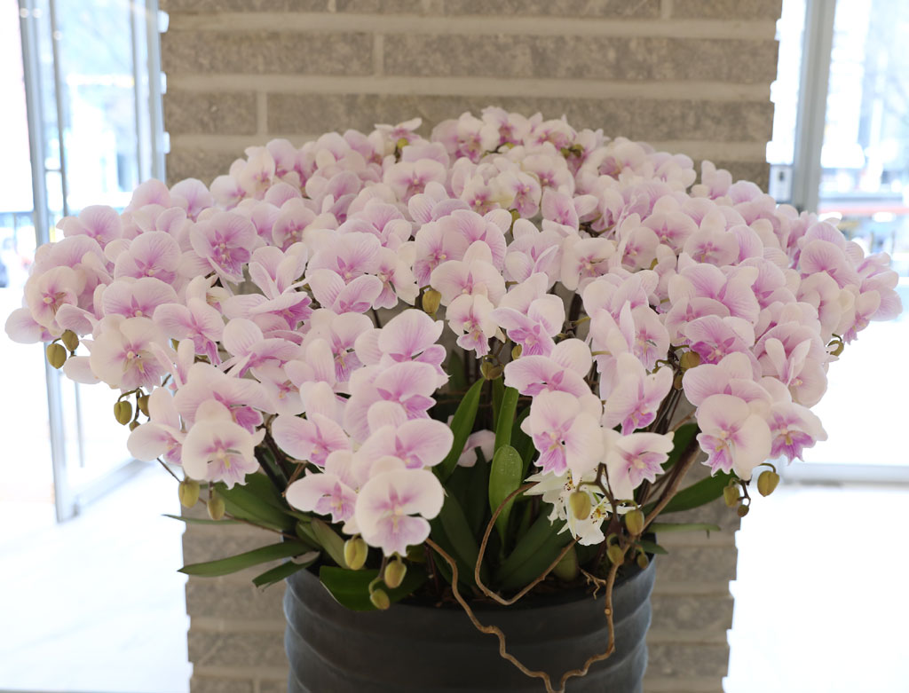 ´ëÇü¼¾ç¶õ - ³ëºí¸®½º