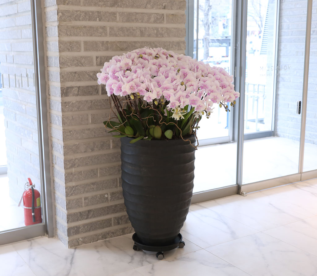 ´ëÇü¼¾ç¶õ - ³ëºí¸®½º