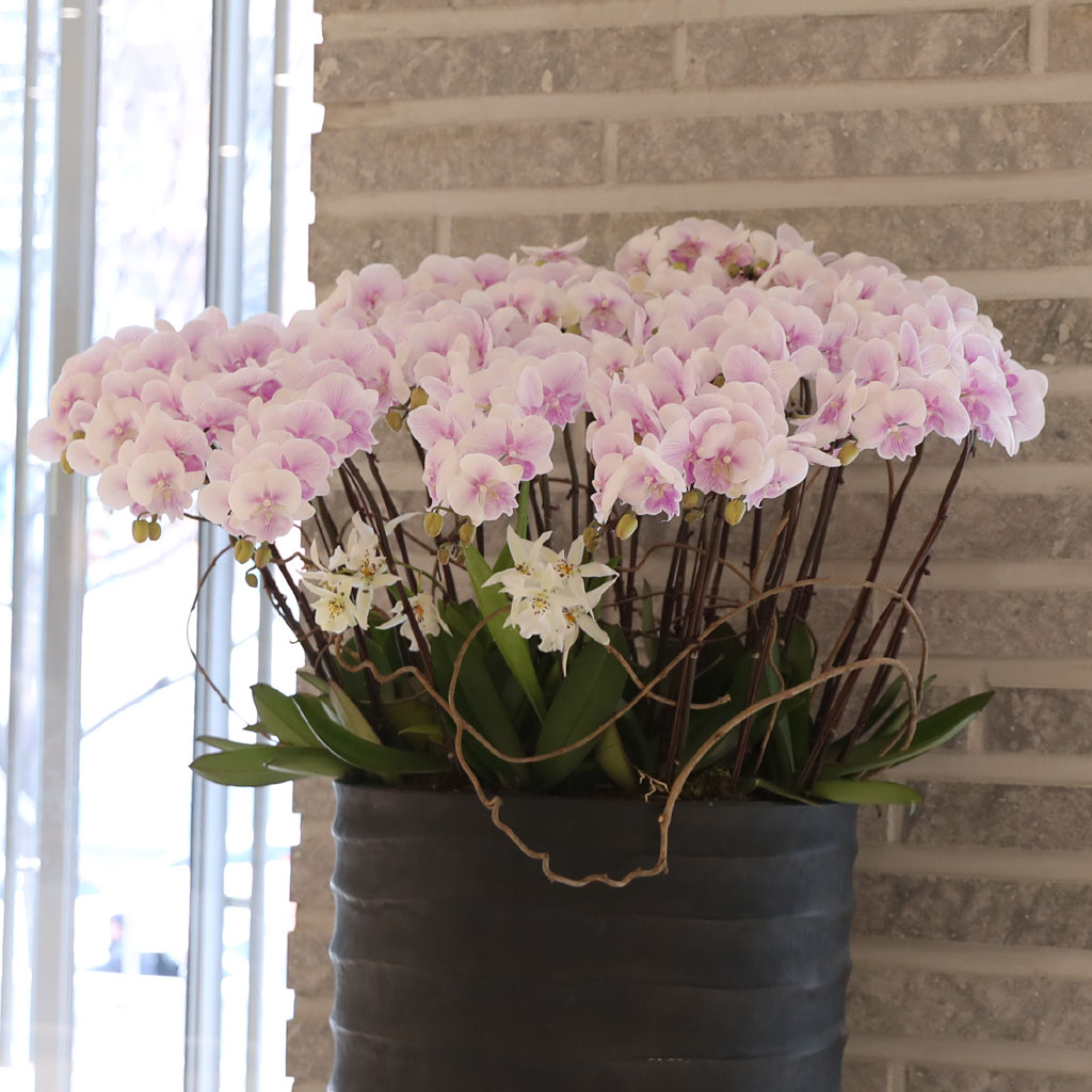 ´ëÇü¼¾ç¶õ - ³ëºí¸®½º