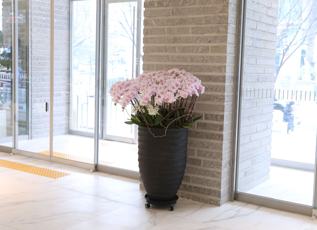 ´ëÇü¼¾ç¶õ - ³ëºí¸®½º