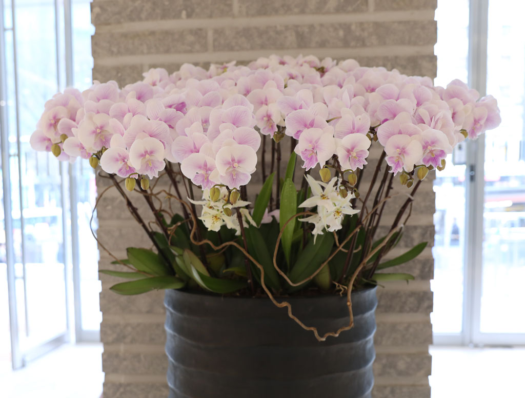 ´ëÇü¼¾ç¶õ - ³ëºí¸®½º