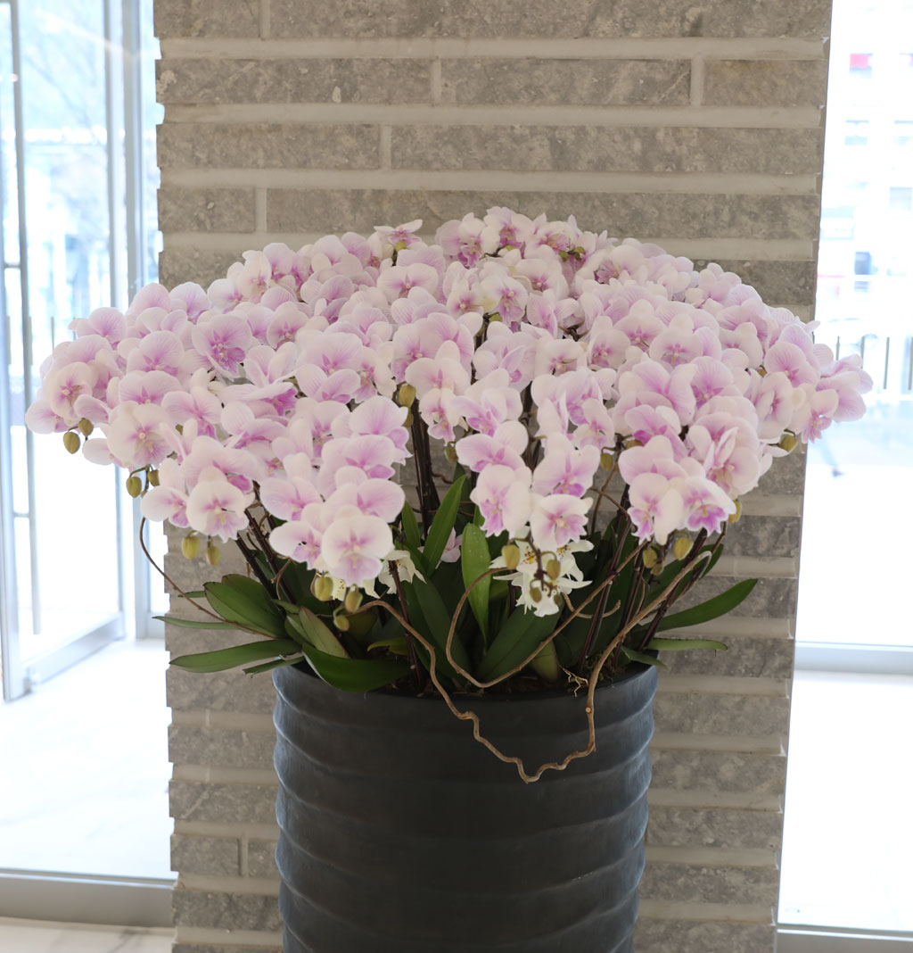 ´ëÇü¼¾ç¶õ - ³ëºí¸®½º