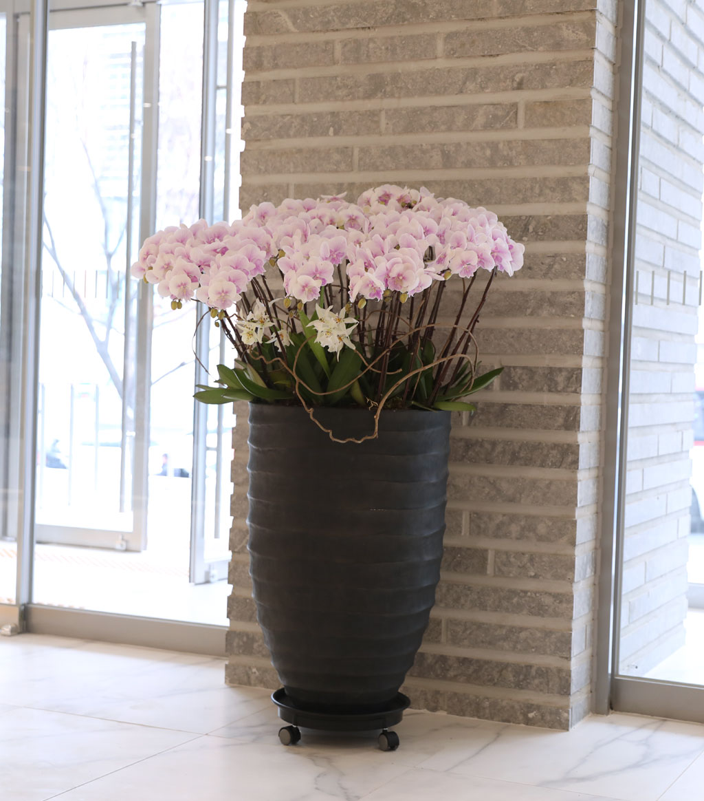 ´ëÇü¼¾ç¶õ - ³ëºí¸®½º