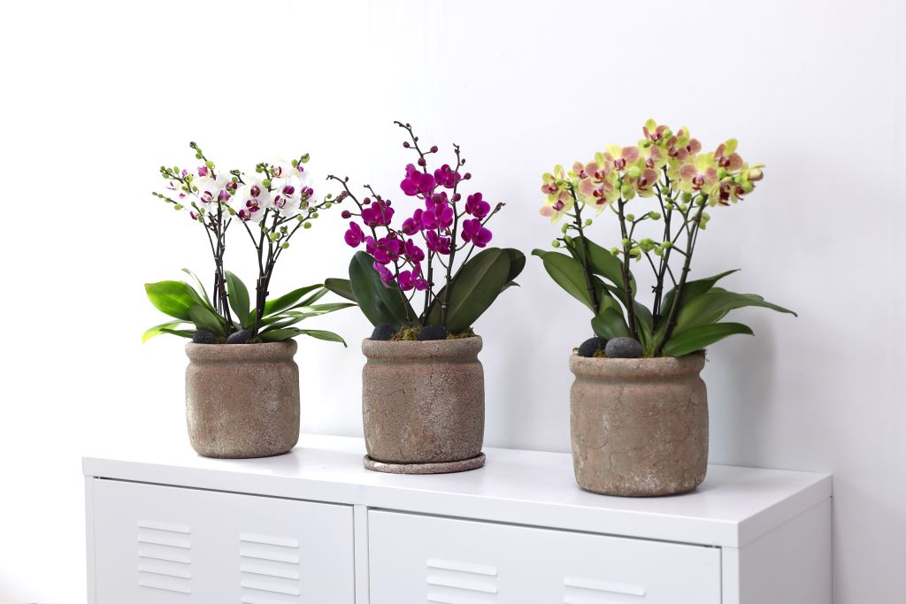 []ູ ϴ ȣ  ()(ȭ⺯)  ɹ