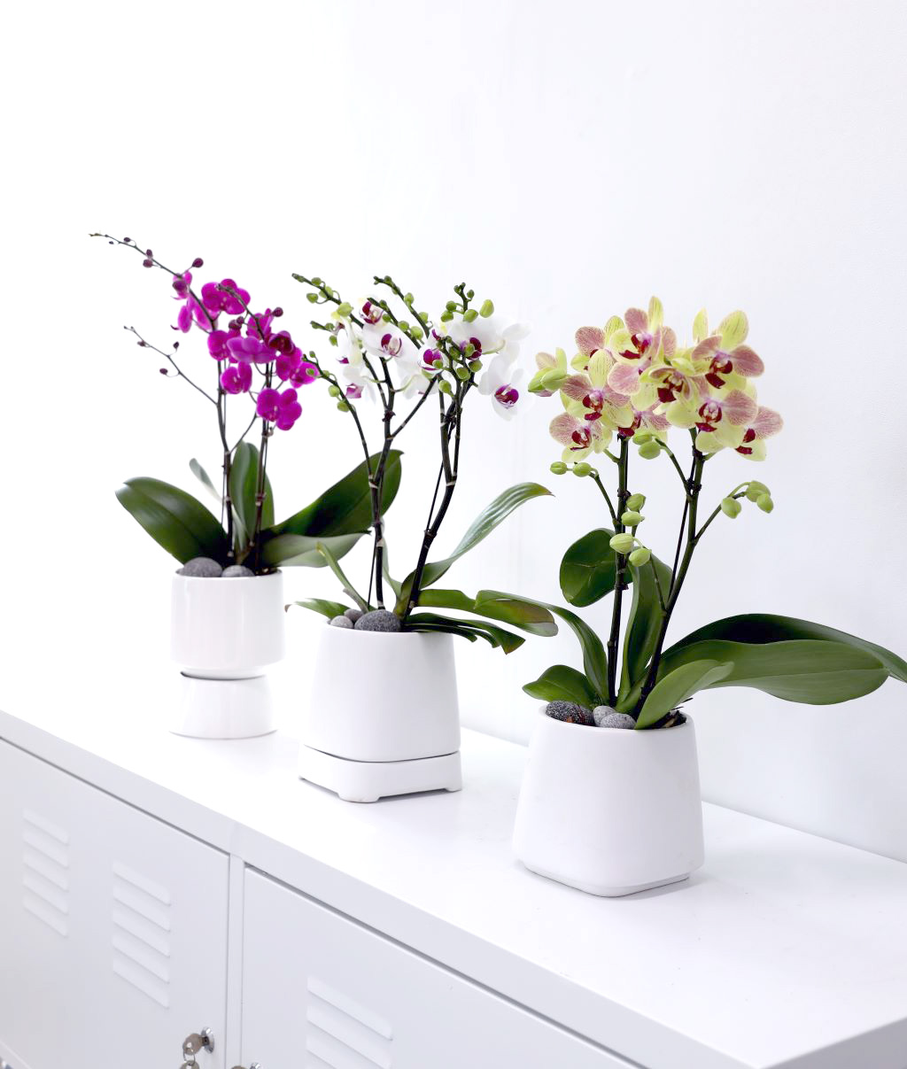 []ູ ϴ ȣ  ()(ȭ⺯)