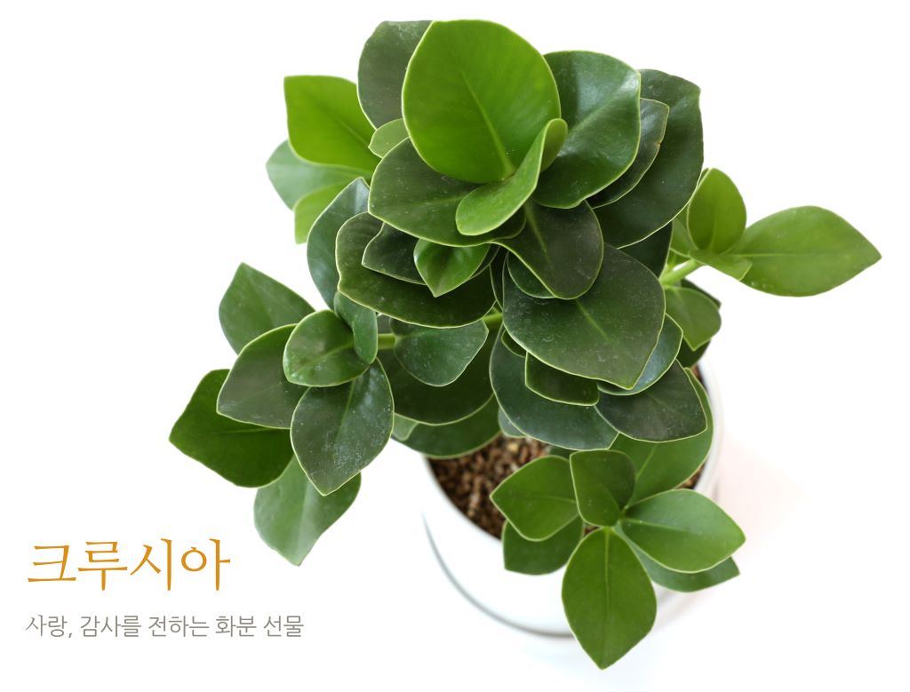 [] 縦 ϴ ȭ ()  (ȭ⺯)  ɹ