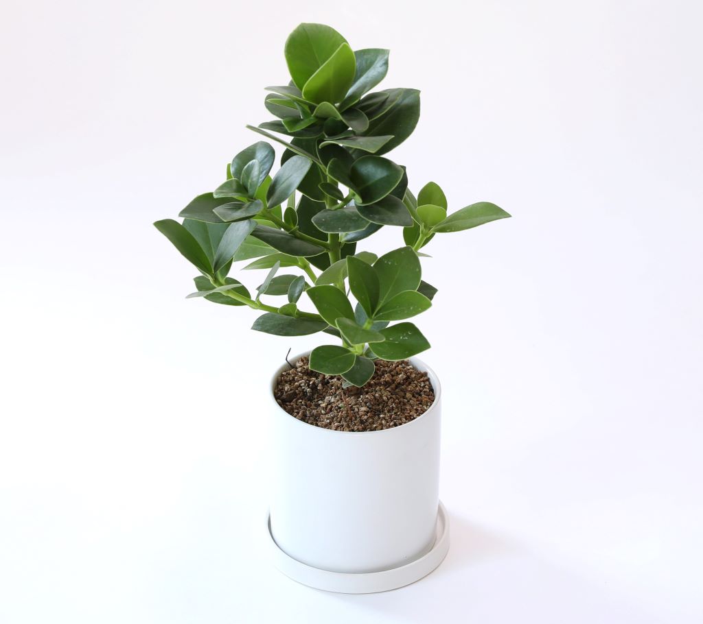 [] 縦 ϴ ȭ ()  (ȭ⺯)  ɹ