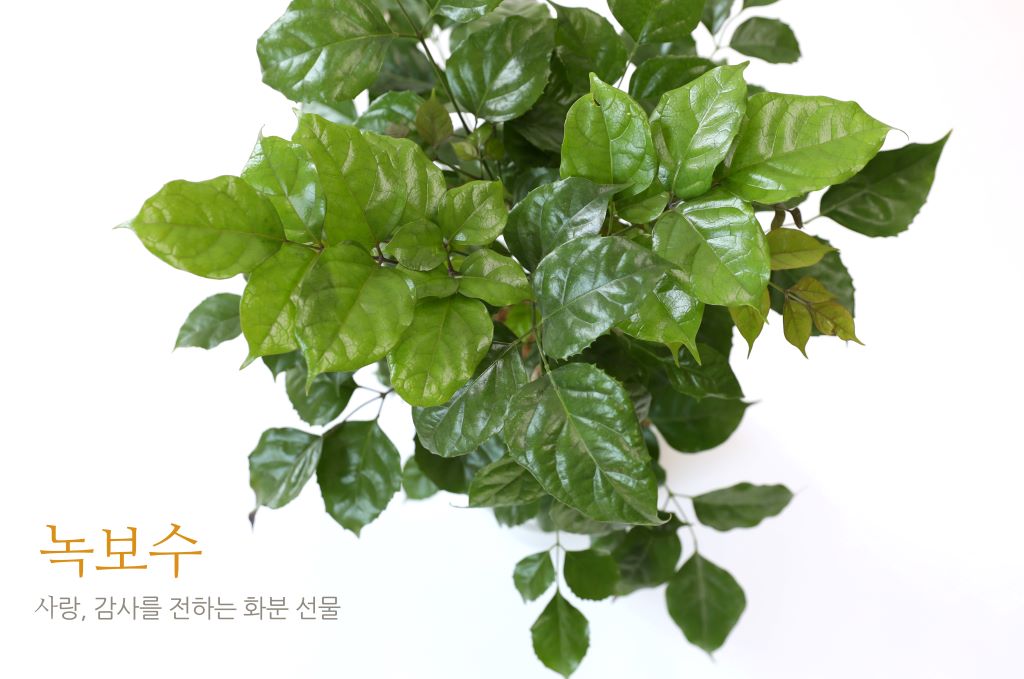 [] 縦 ϴ ȭ ()  (ȭ⺯)  ɹ