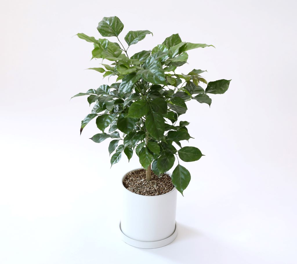 [] 縦 ϴ ȭ ()  (ȭ⺯)  ɹ