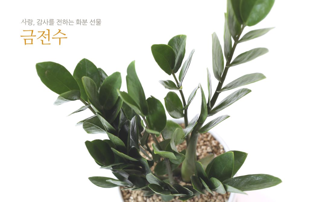 [] 縦 ϴ ȭ ()  (ȭ⺯)  ɹ