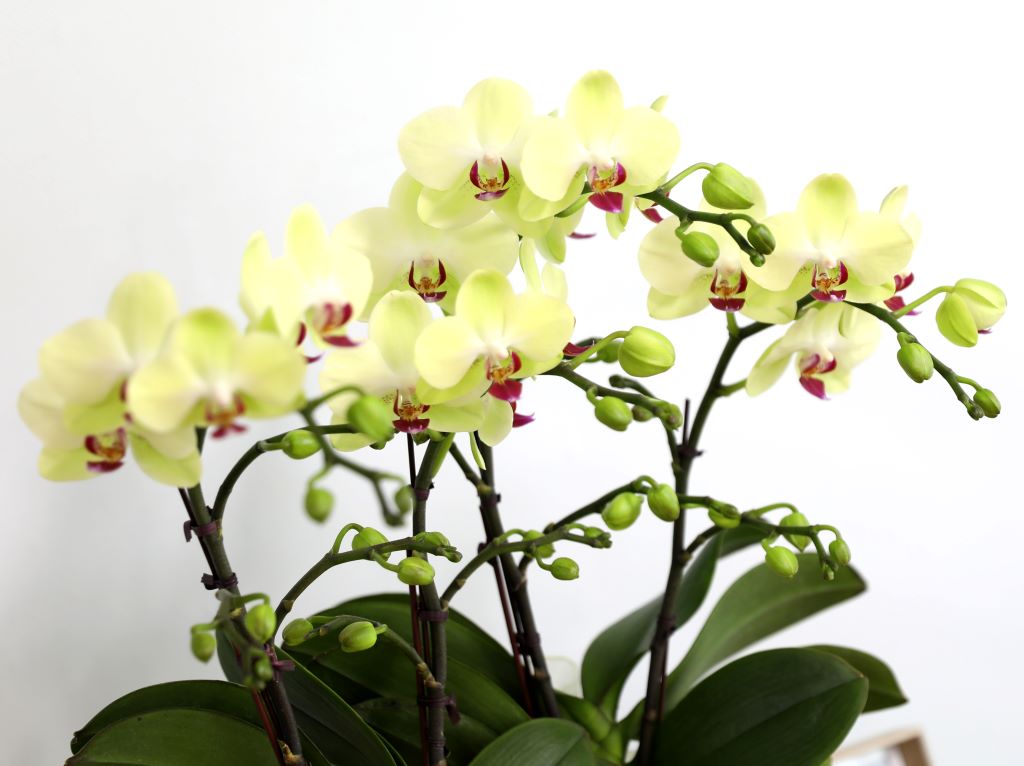 ǳ  ȣ  - ȣ  (,Ϻθ)  ɹ