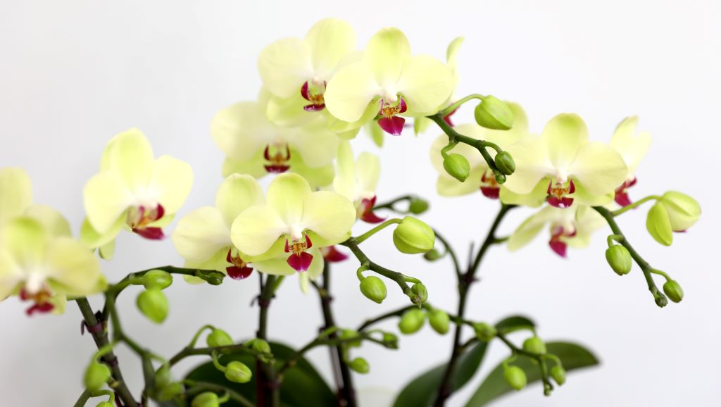 ǳ  ȣ  - ȣ  (,Ϻθ)  ɹ