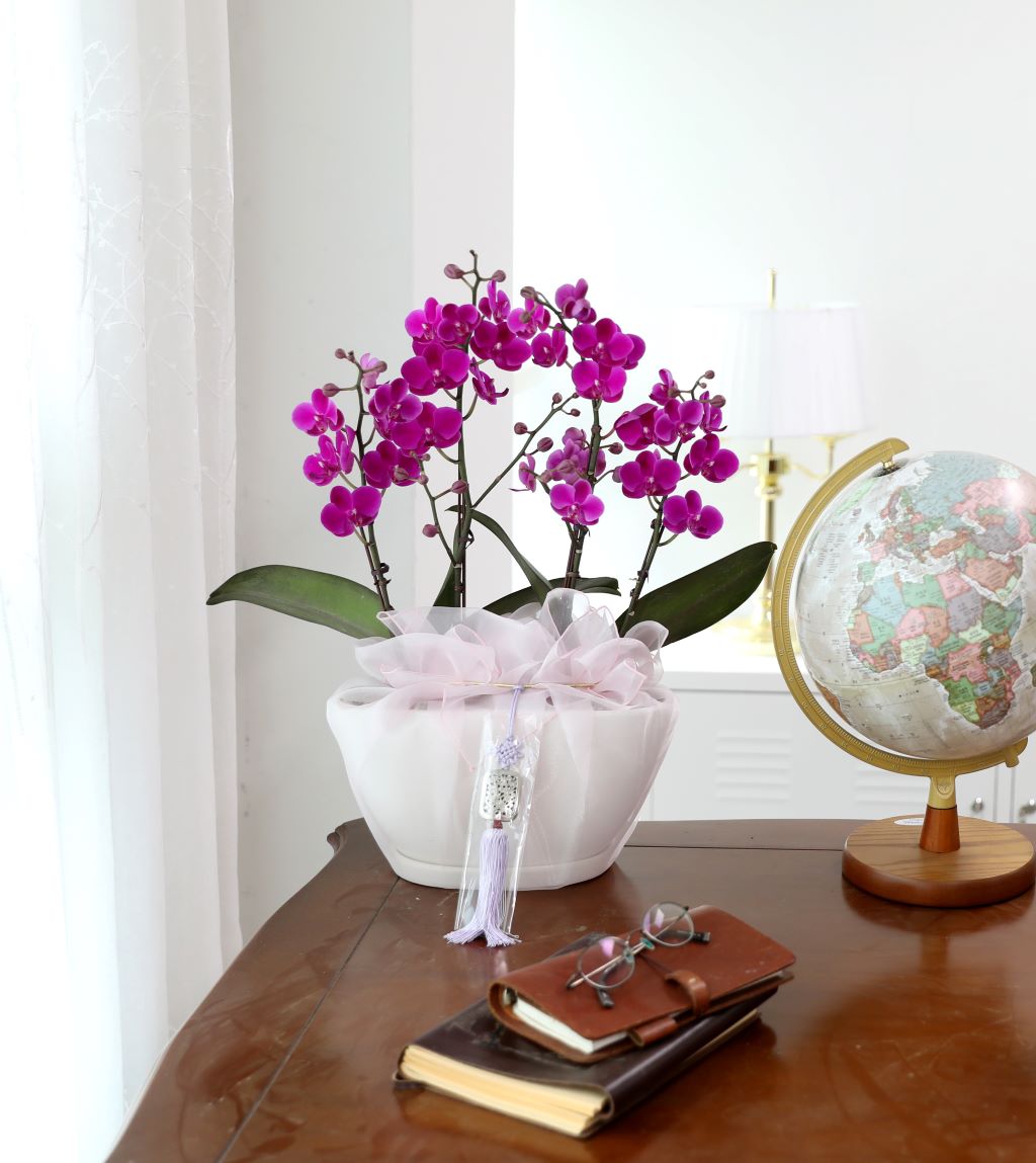 ǳ  ȣ  - ũȣ õȫ  (,Ϻθ)  ɹ