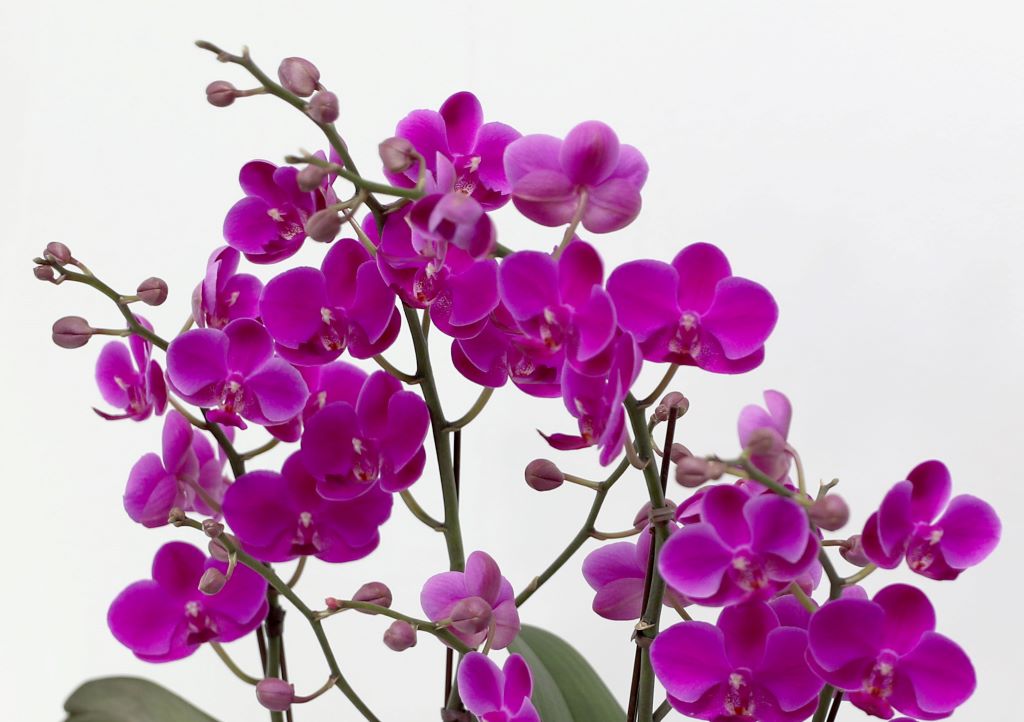 ǳ  ȣ  - ũȣ õȫ  (,Ϻθ)  ɹ