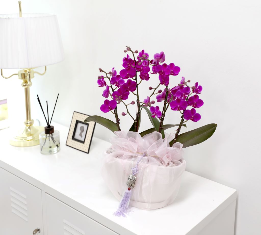 ǳ  ȣ  - ũȣ õȫ  (,Ϻθ)  ɹ