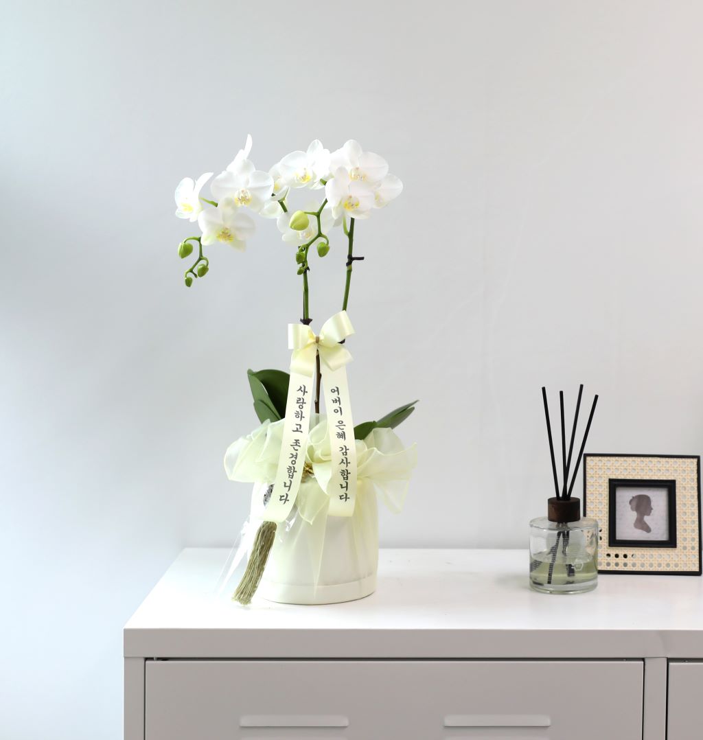 ½º½ÂÀdz¯ ¼±¹° Á¤¼º°¡µæÈ£Á¢¶õ ¼±¹° - ÈÀÌÆ®È£Á¢ ¾Æ¸¶¸±¸®½º (¼¿ïÀüÁö¿ª,¼öµµ±ÇÀϺθ¸°¡´É) ²ÉÁý ²É¹è´Þ