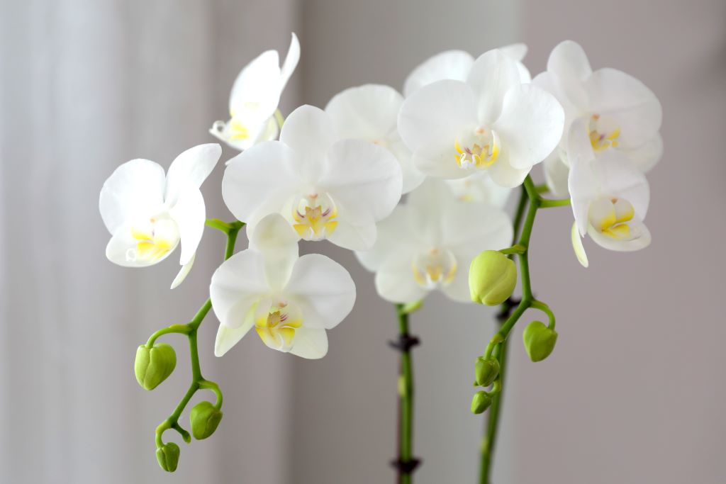 ½º½ÂÀdz¯ ¼±¹° Á¤¼º°¡µæÈ£Á¢¶õ ¼±¹° - ÈÀÌÆ®È£Á¢ ¾Æ¸¶¸±¸®½º (¼¿ïÀüÁö¿ª,¼öµµ±ÇÀϺθ¸°¡´É) ²ÉÁý ²É¹è´Þ