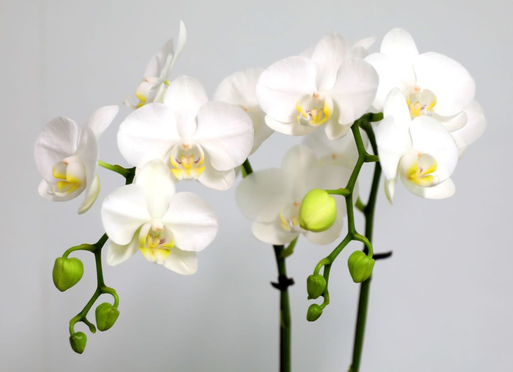 ½º½ÂÀdz¯ ¼±¹° Á¤¼º°¡µæÈ£Á¢¶õ ¼±¹° - ÈÀÌÆ®È£Á¢ ¾Æ¸¶¸±¸®½º (¼¿ïÀüÁö¿ª,¼öµµ±ÇÀϺθ¸°¡´É) ²ÉÁý ²É¹è´Þ