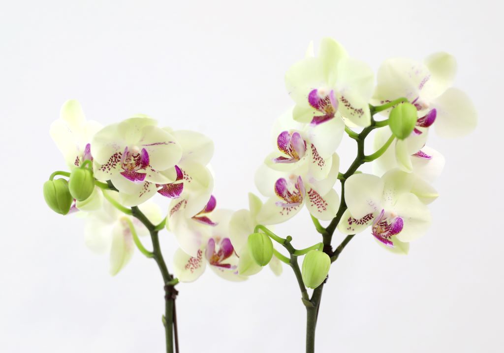 ǳ  ȣ  - ȣ ׸ (,Ϻθ)