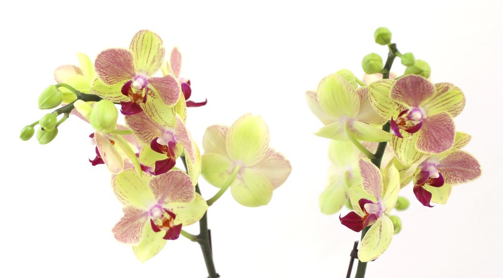 ½º½ÂÀdz¯ ¼±¹° Á¤¼º°¡µæÈ£Á¢¶õ ¼±¹° - ÁÖȲȣÁ¢ ¿À·»Áö (¼¿ïÀüÁö¿ª,¼öµµ±ÇÀϺθ¸°¡´É)