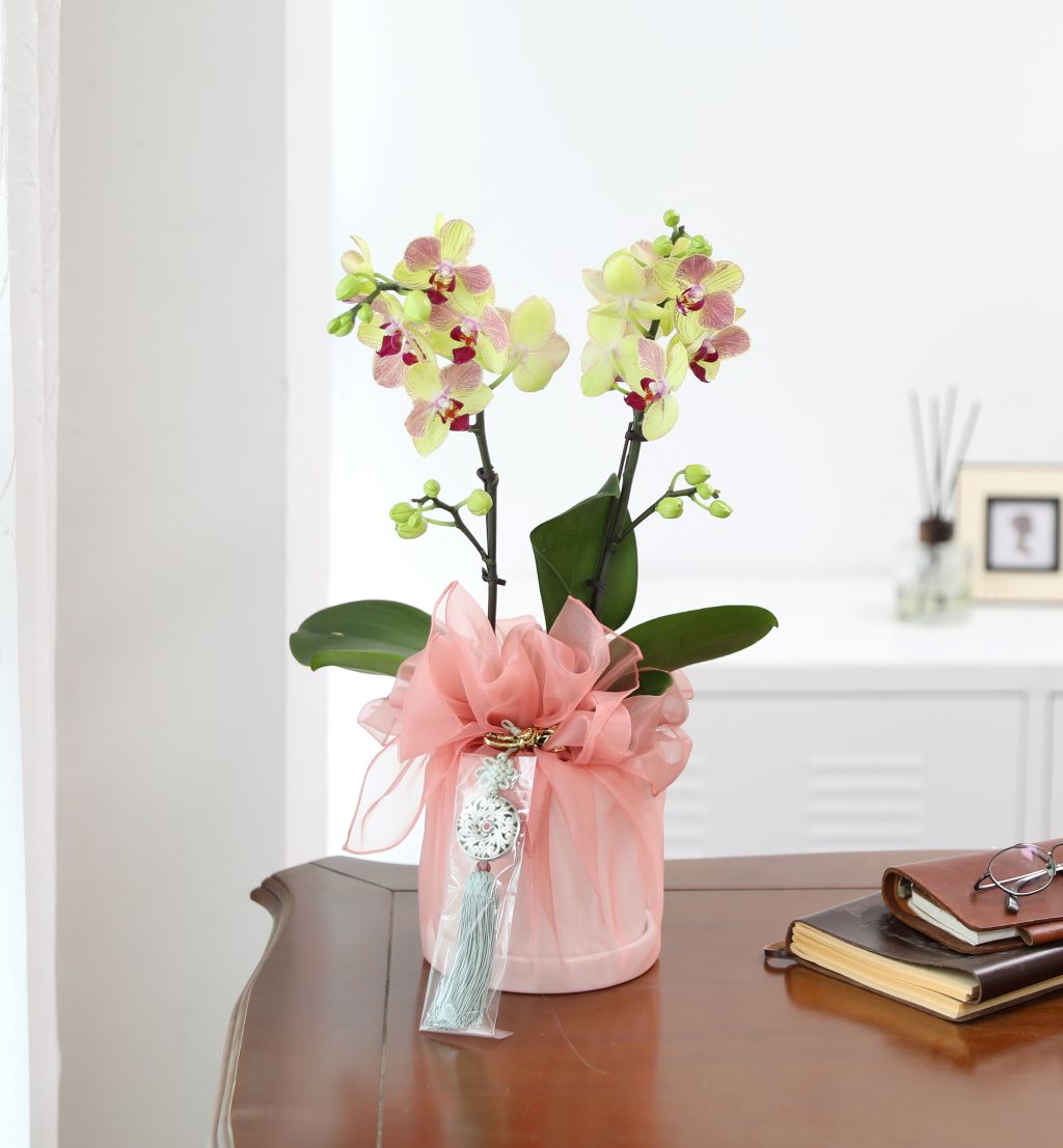 ½º½ÂÀdz¯ ¼±¹° Á¤¼º°¡µæÈ£Á¢¶õ ¼±¹° - ÁÖȲȣÁ¢ ¿À·»Áö (¼¿ïÀüÁö¿ª,¼öµµ±ÇÀϺθ¸°¡´É)