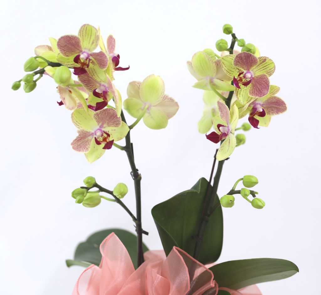 ½º½ÂÀdz¯ ¼±¹° Á¤¼º°¡µæÈ£Á¢¶õ ¼±¹° - ÁÖȲȣÁ¢ ¿À·»Áö (¼¿ïÀüÁö¿ª,¼öµµ±ÇÀϺθ¸°¡´É)