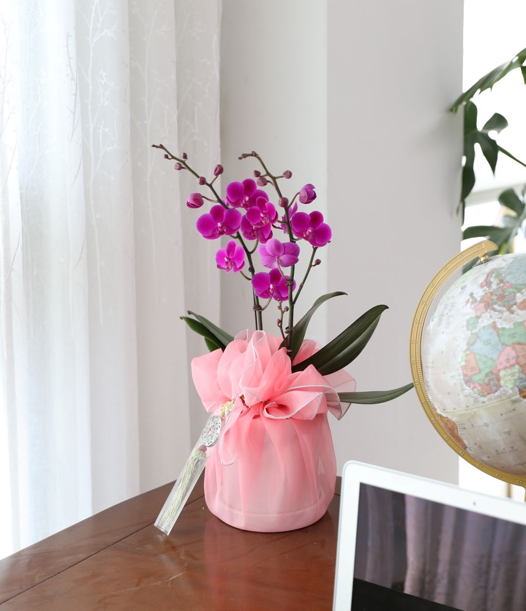 ǳ  ȣ  - ũȣ õȫ(,Ϻθ)  ɹ