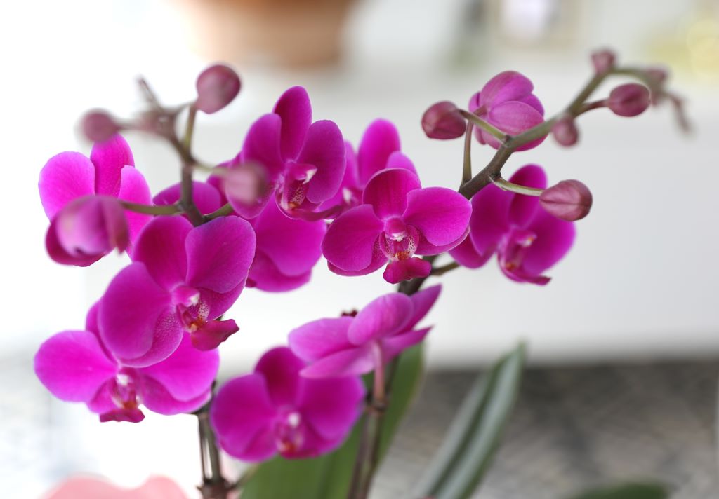 ǳ  ȣ  - ũȣ õȫ(,Ϻθ)  ɹ