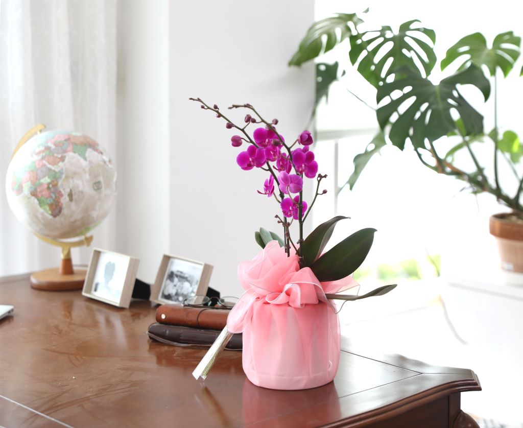 ǳ  ȣ  - ũȣ õȫ(,Ϻθ)  ɹ