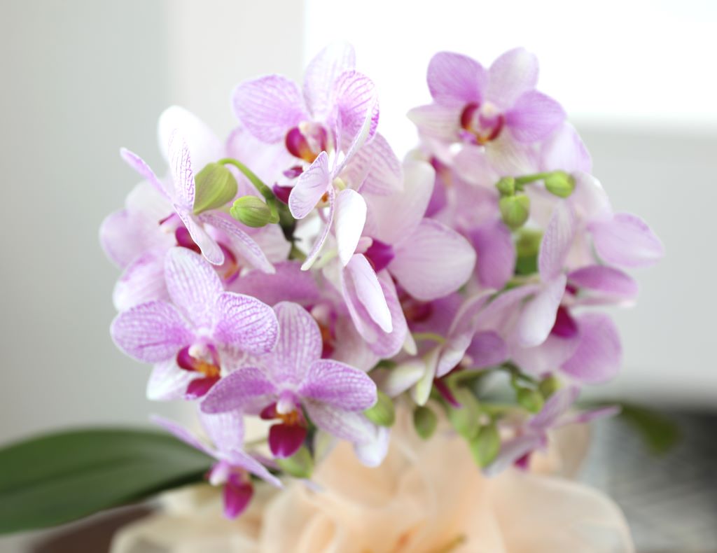 ǳ  ȣ  - ũȣ ûǳ(,Ϻθ)