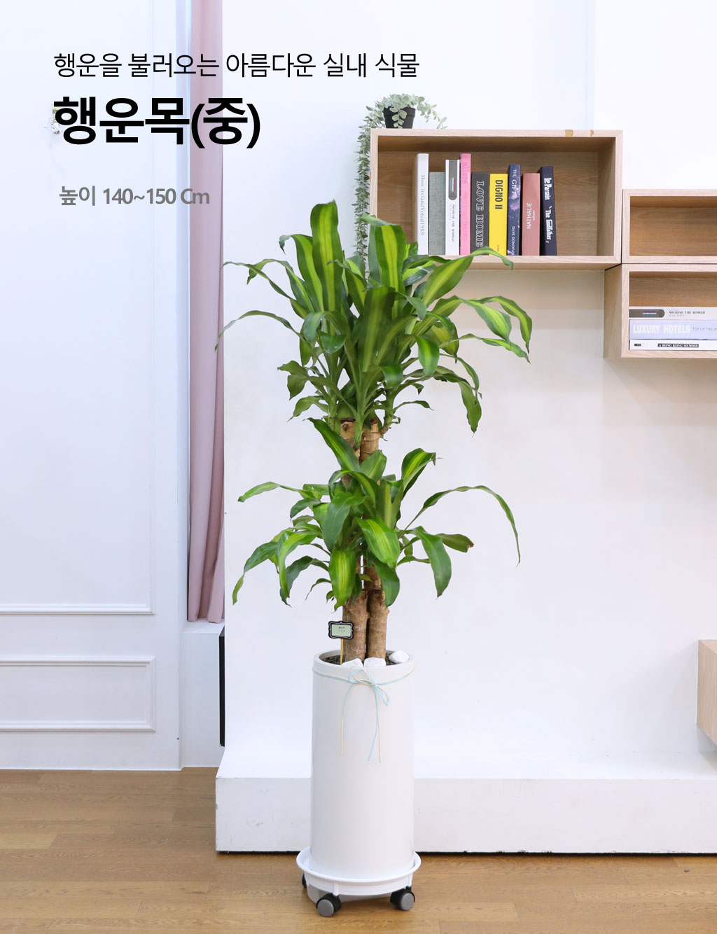 Çà¿îÀ» ºÒ·¯¿À´Â ¾Æ¸§´Ù¿î ½Ç³»½Ä¹° - Çà¿î¸ñ(Áß) ²ÉÁý ²É¹è´Þ