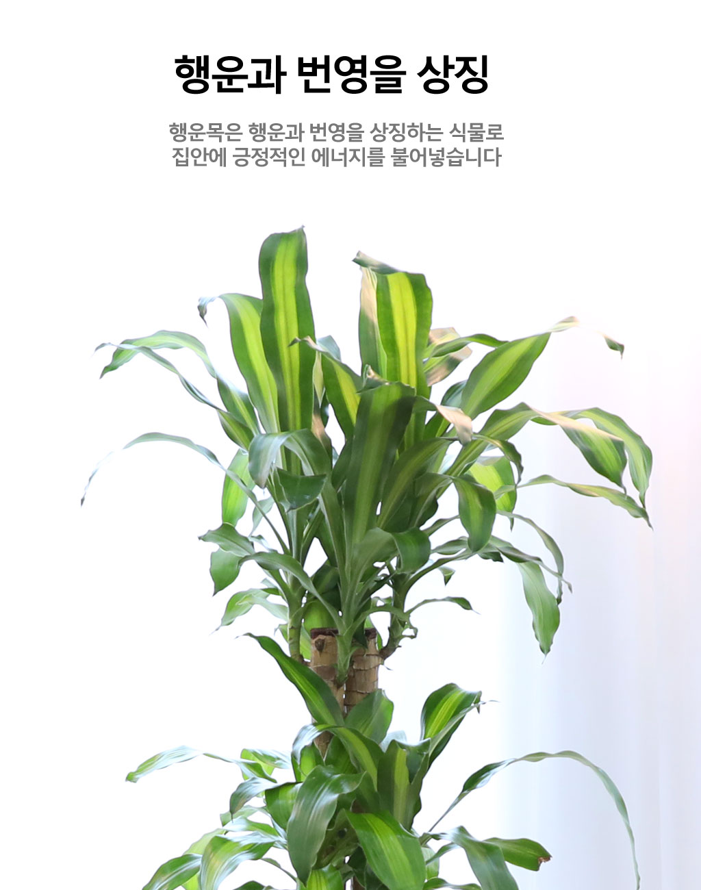 Çà¿îÀ» ºÒ·¯¿À´Â ¾Æ¸§´Ù¿î ½Ç³»½Ä¹° - Çà¿î¸ñ(Áß) ²ÉÁý ²É¹è´Þ