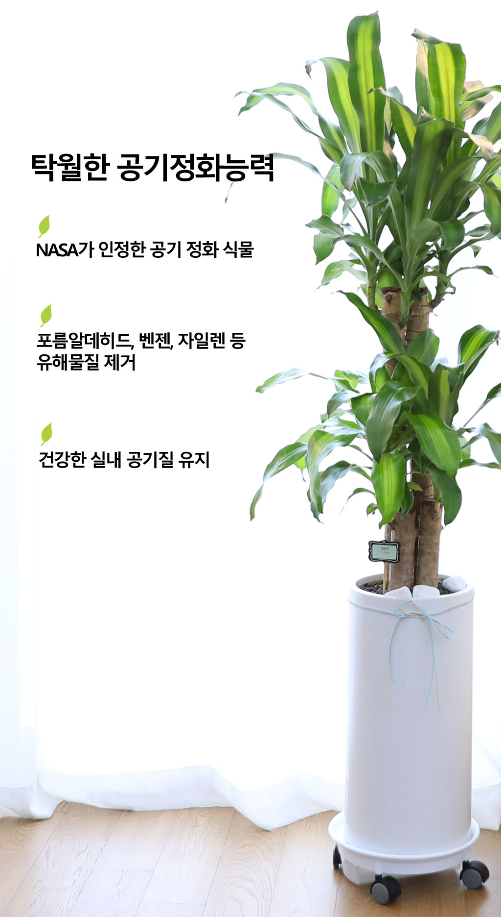 Çà¿îÀ» ºÒ·¯¿À´Â ¾Æ¸§´Ù¿î ½Ç³»½Ä¹° - Çà¿î¸ñ(Áß) ²ÉÁý ²É¹è´Þ