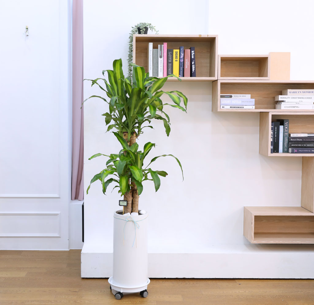 Çà¿îÀ» ºÒ·¯¿À´Â ¾Æ¸§´Ù¿î ½Ç³»½Ä¹° - Çà¿î¸ñ(Áß) ²ÉÁý ²É¹è´Þ