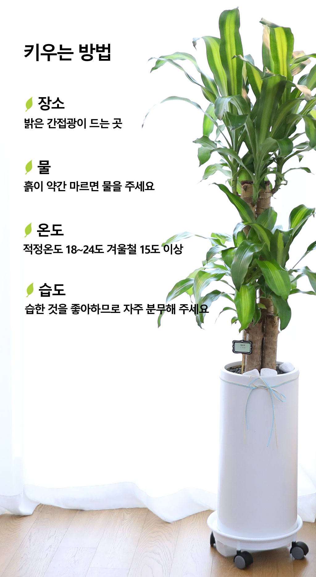 Çà¿îÀ» ºÒ·¯¿À´Â ¾Æ¸§´Ù¿î ½Ç³»½Ä¹° - Çà¿î¸ñ(Áß) ²ÉÁý ²É¹è´Þ