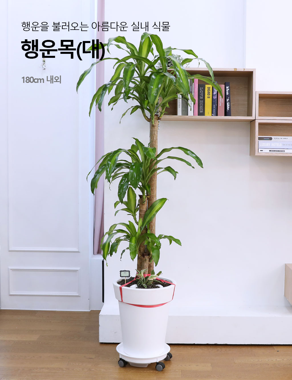 Çà¿îÀ» ºÒ·¯¿À´Â ¾Æ¸§´Ù¿î ½Ç³»½Ä¹° - Çà¿î¸ñ(´ë)