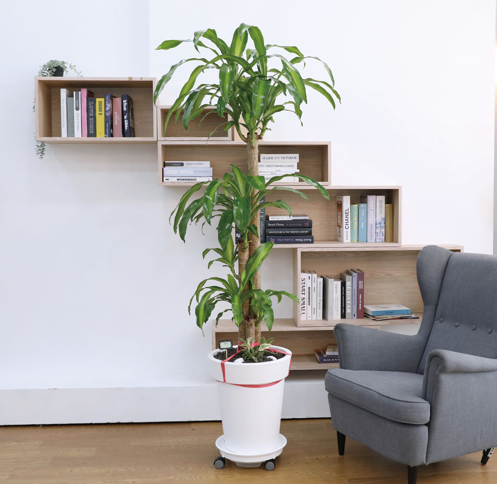 Çà¿îÀ» ºÒ·¯¿À´Â ¾Æ¸§´Ù¿î ½Ç³»½Ä¹° - Çà¿î¸ñ(´ë)
