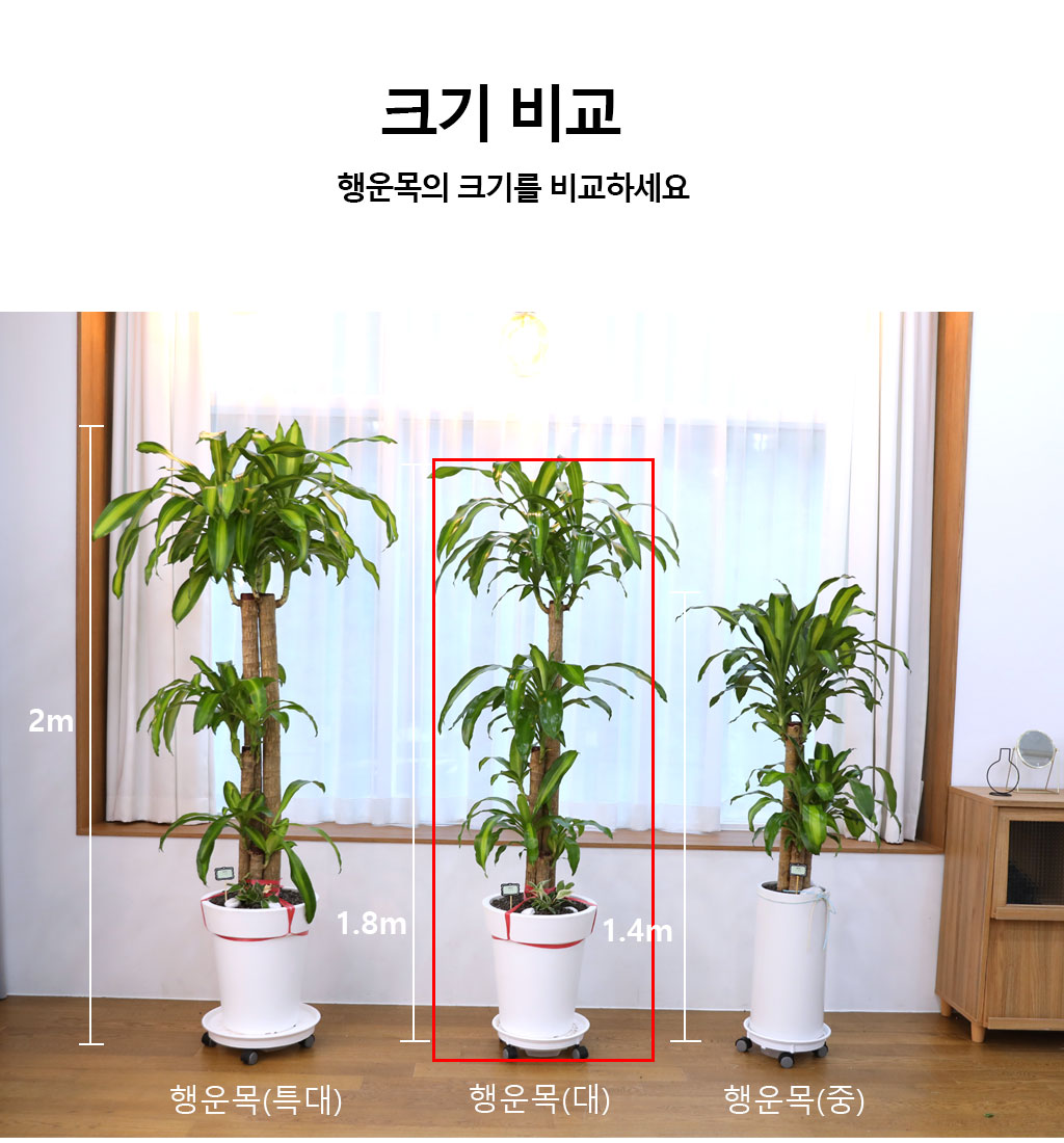Çà¿îÀ» ºÒ·¯¿À´Â ¾Æ¸§´Ù¿î ½Ç³»½Ä¹° - Çà¿î¸ñ(´ë)