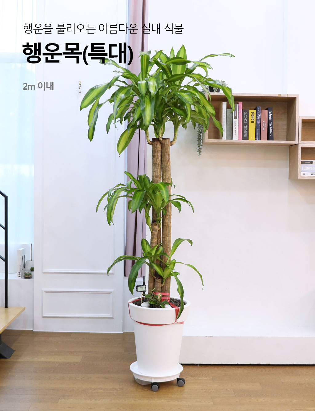  ҷ Ƹٿ ǳĹ - (Ư)  ɹ