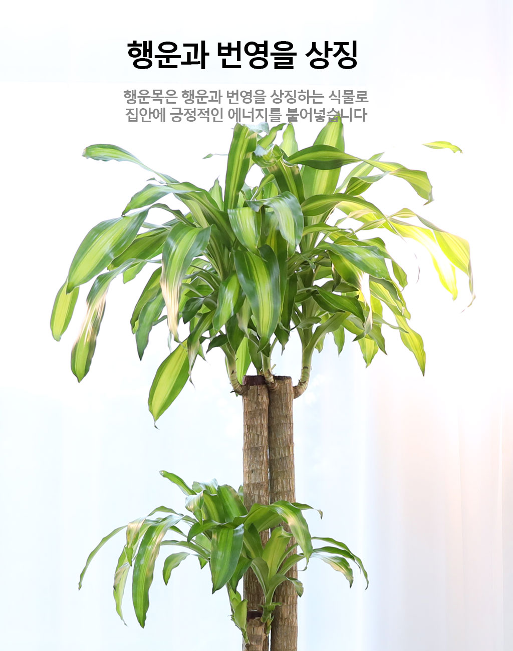  ҷ Ƹٿ ǳĹ - (Ư)  ɹ