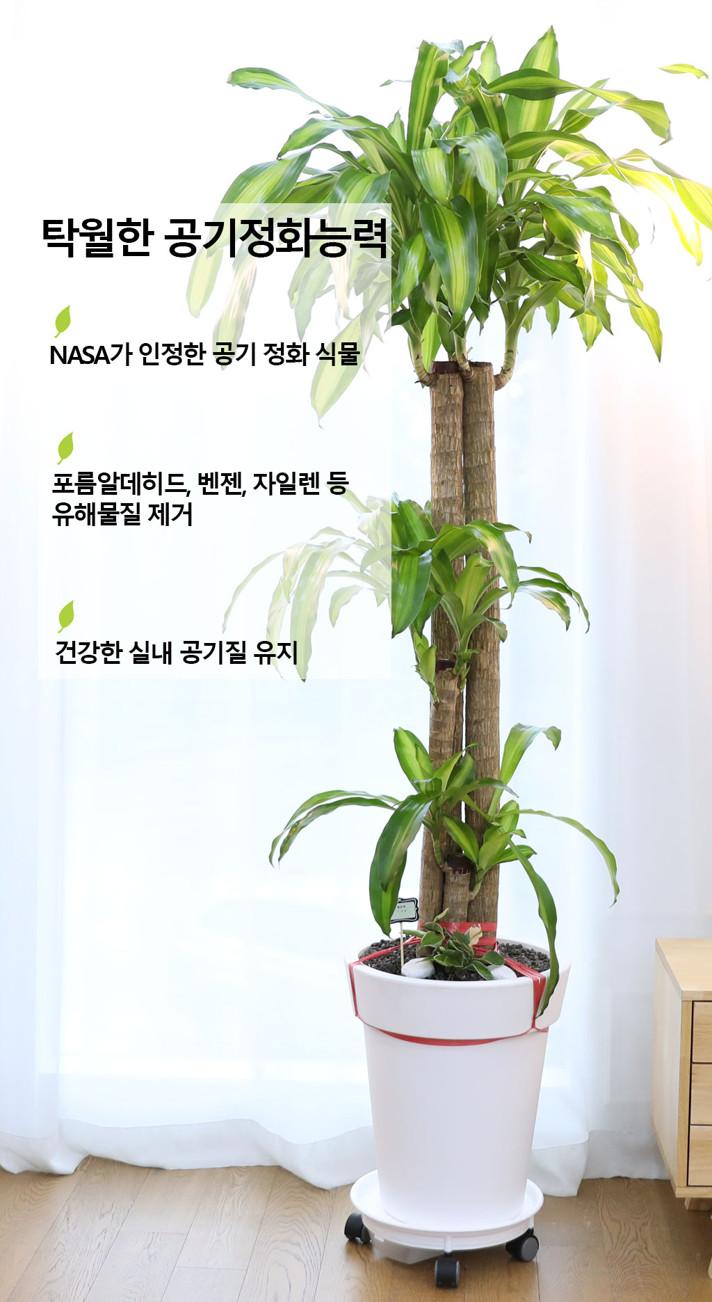  ҷ Ƹٿ ǳĹ - (Ư)  ɹ