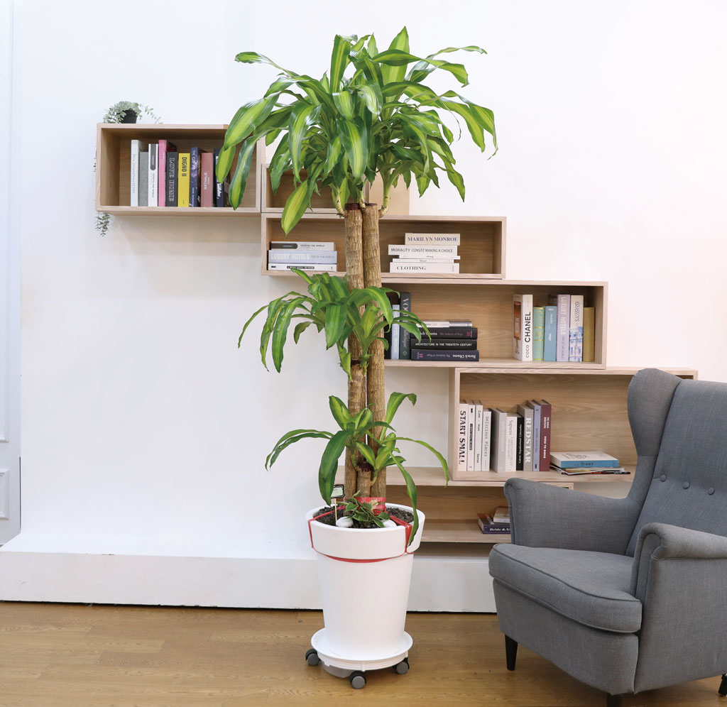  ҷ Ƹٿ ǳĹ - (Ư)  ɹ