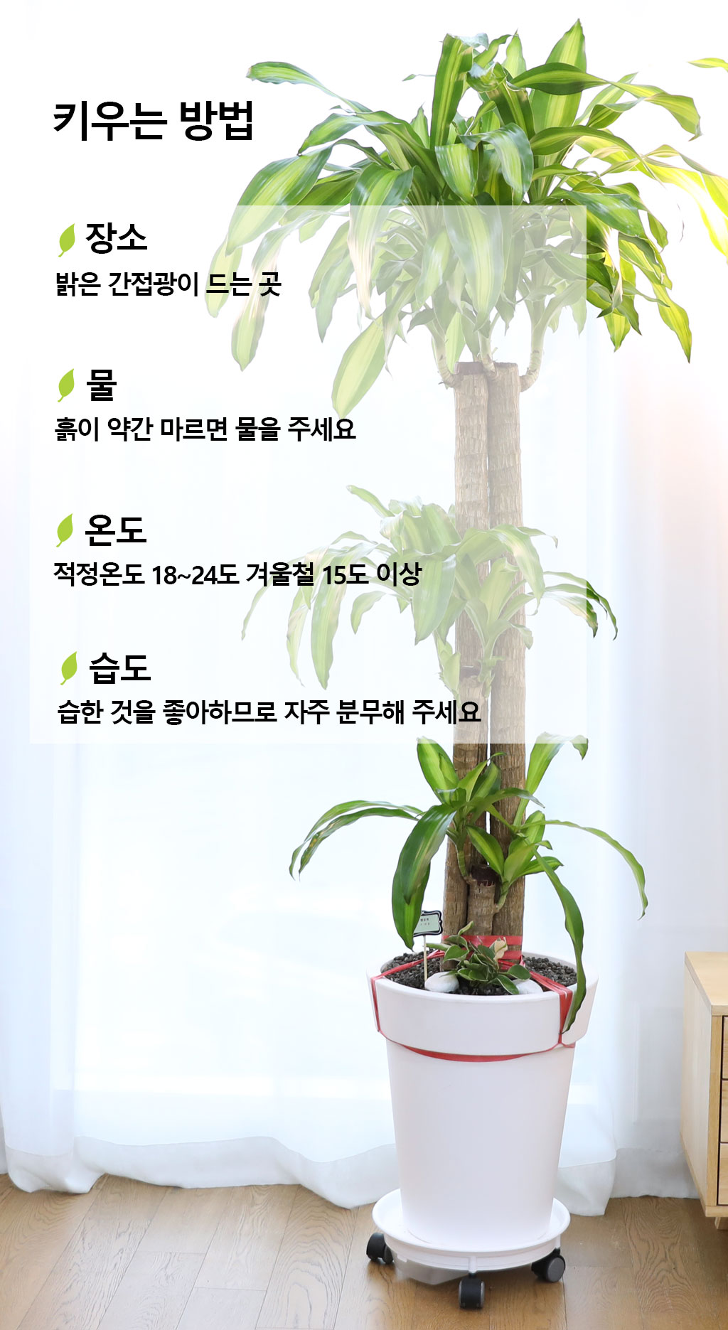  ҷ Ƹٿ ǳĹ - (Ư)  ɹ