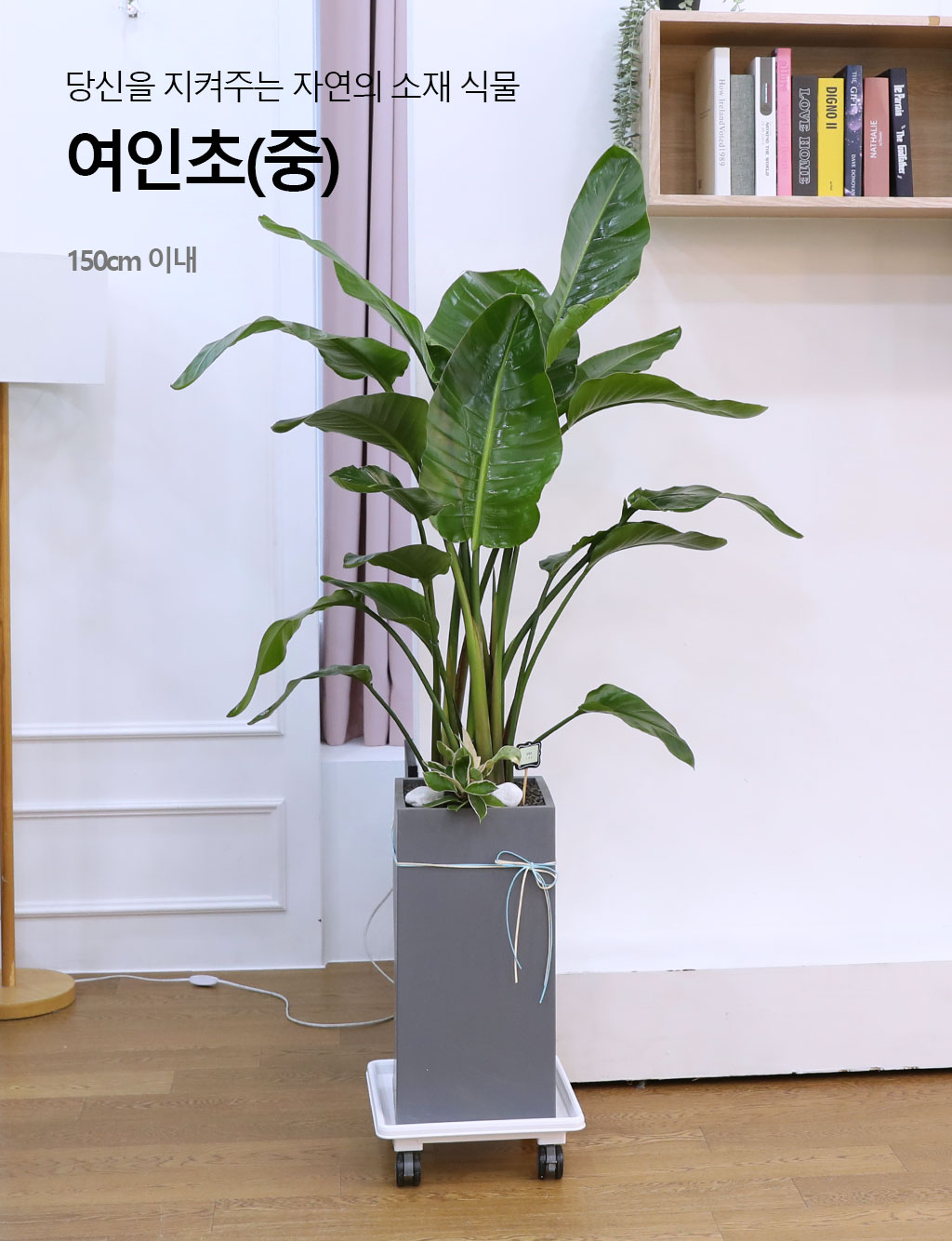 ´ç½ÅÀ» ÁöÄÑÁÖ´Â ÀÚ¿¬ÀÇ ¼ÒÀç - ¿©ÀÎÃÊ(Áß)