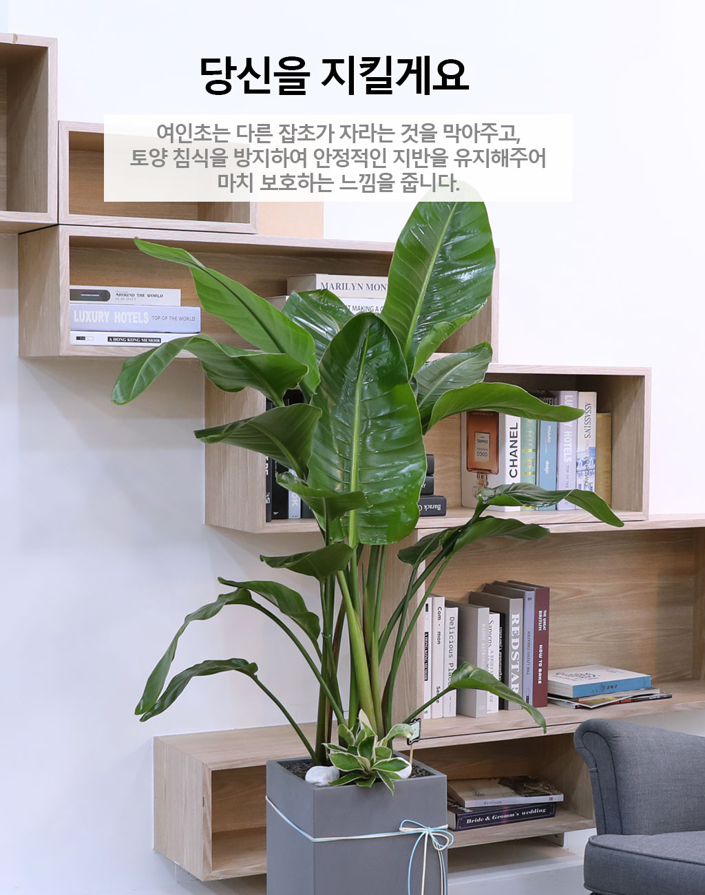 ´ç½ÅÀ» ÁöÄÑÁÖ´Â ÀÚ¿¬ÀÇ ¼ÒÀç - ¿©ÀÎÃÊ(Áß)