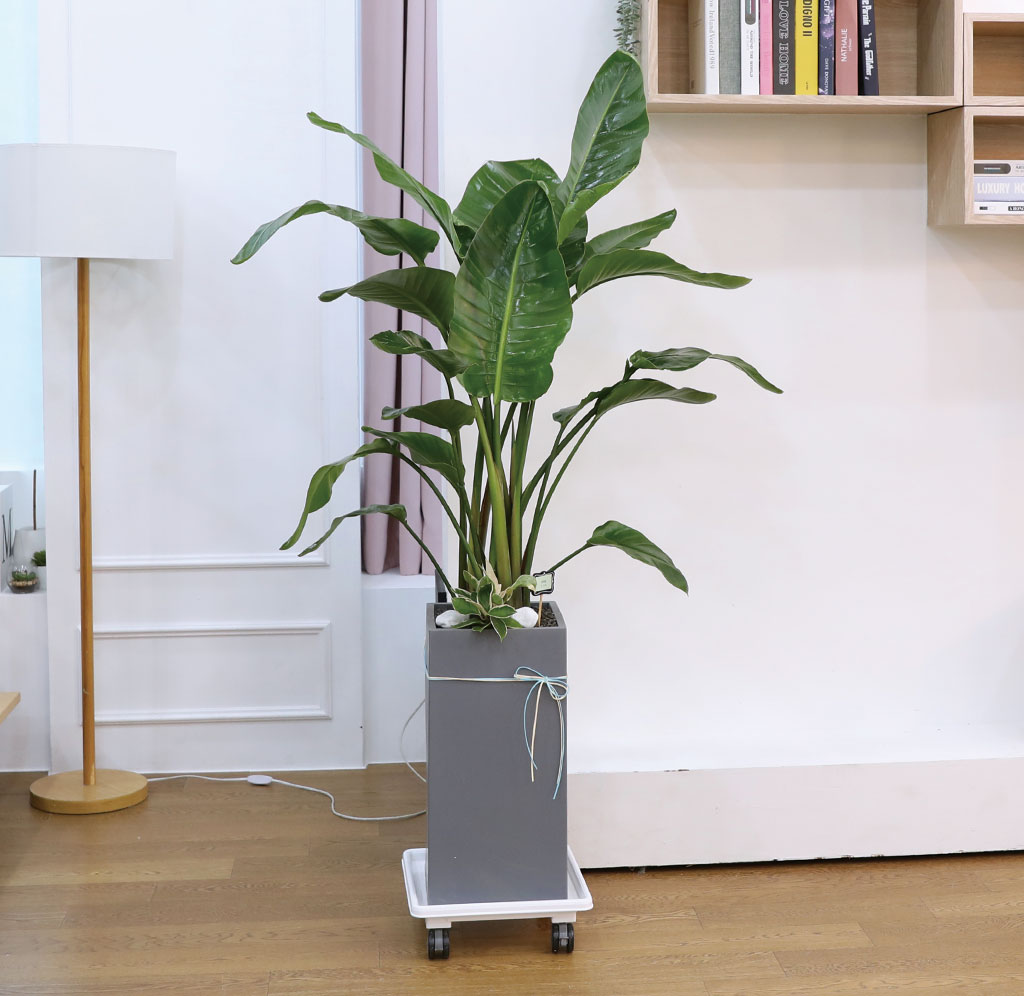 ´ç½ÅÀ» ÁöÄÑÁÖ´Â ÀÚ¿¬ÀÇ ¼ÒÀç - ¿©ÀÎÃÊ(Áß)