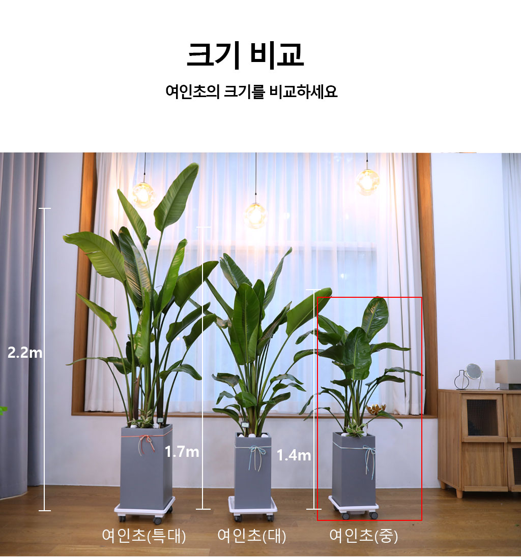 ´ç½ÅÀ» ÁöÄÑÁÖ´Â ÀÚ¿¬ÀÇ ¼ÒÀç - ¿©ÀÎÃÊ(Áß)