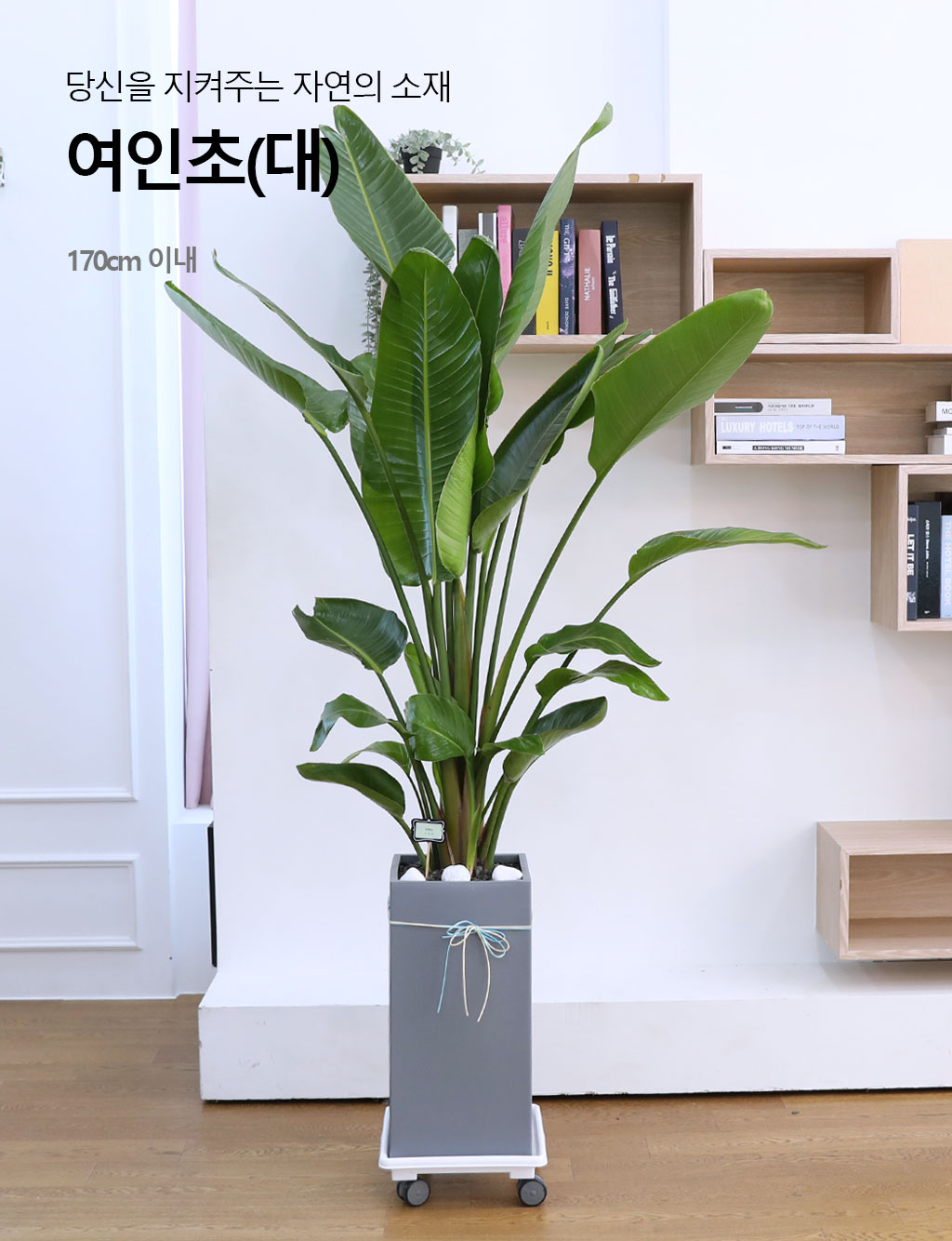 ´ç½ÅÀ» ÁöÄÑÁÖ´Â ÀÚ¿¬ÀÇ ¼ÒÀç - ¿©ÀÎÃÊ(´ë) ²ÉÁý ²É¹è´Þ