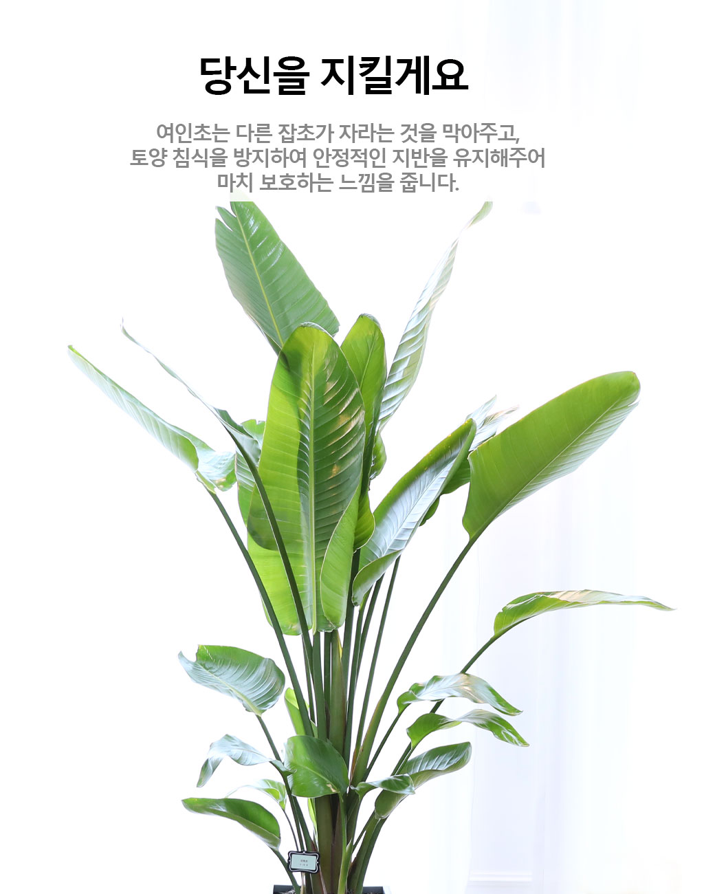 ´ç½ÅÀ» ÁöÄÑÁÖ´Â ÀÚ¿¬ÀÇ ¼ÒÀç - ¿©ÀÎÃÊ(´ë) ²ÉÁý ²É¹è´Þ