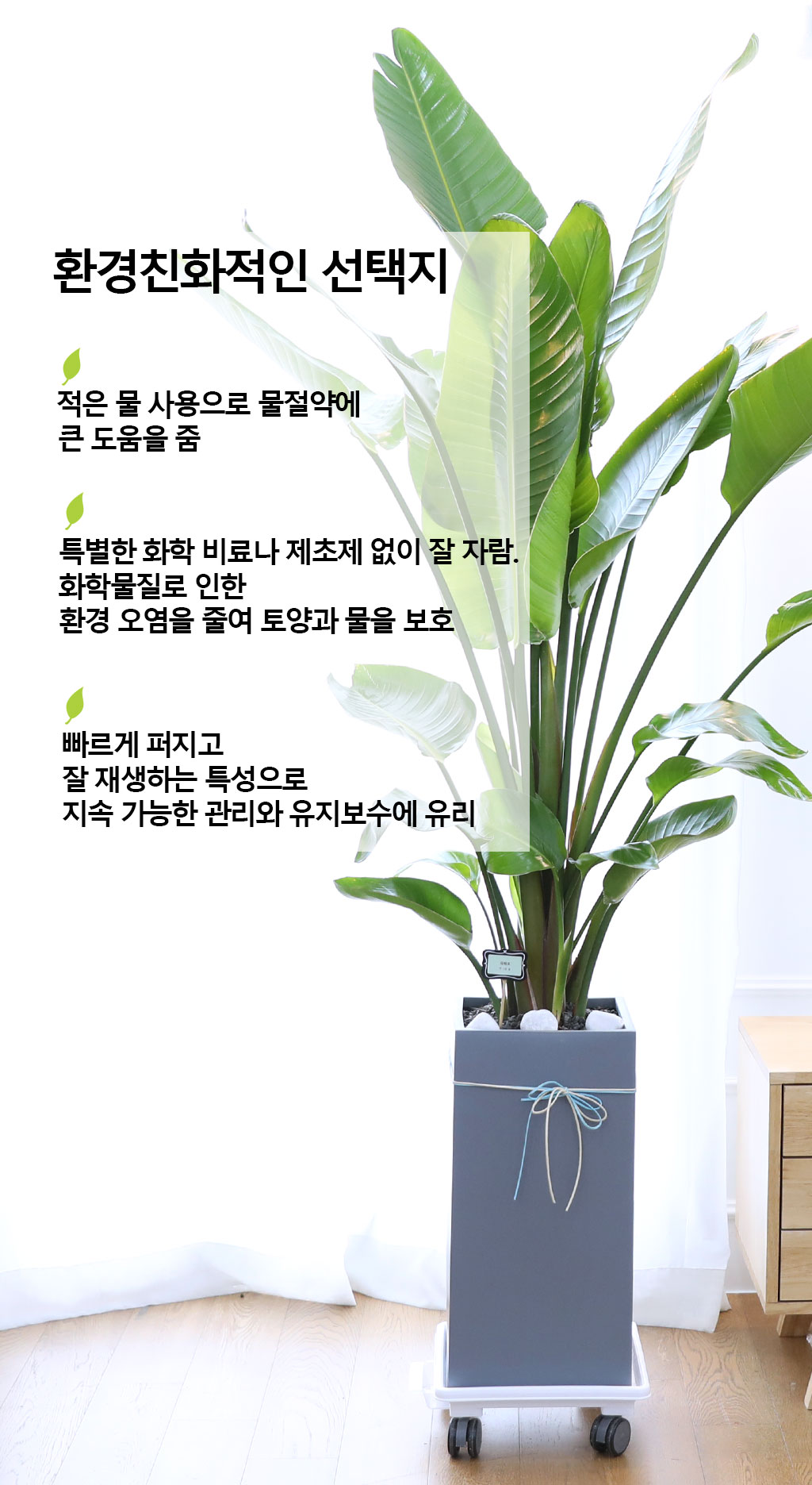 ´ç½ÅÀ» ÁöÄÑÁÖ´Â ÀÚ¿¬ÀÇ ¼ÒÀç - ¿©ÀÎÃÊ(´ë) ²ÉÁý ²É¹è´Þ